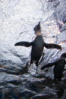ペンギンの泳ぐ姿
