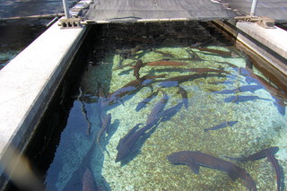 チョウザメ養殖池
