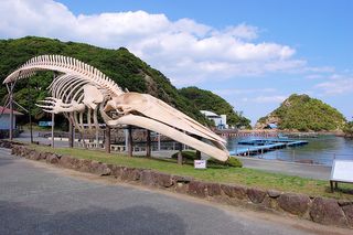シロナガスクジラのレプリカ
