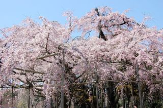 三宝院の桜