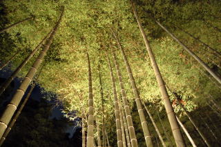 竹林の小径ライトアップ