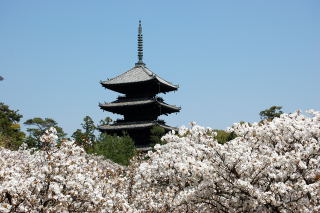 御室桜（おむろざくら）と五重塔（重要文化財）
