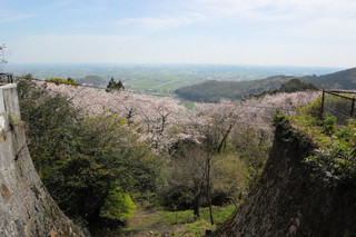 桜の参道石段