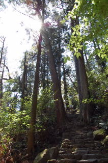 杉木立の参道