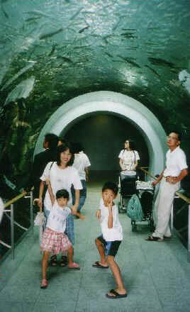 トンネル水槽
