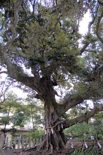 京都市指定保存樹「スダジィ」