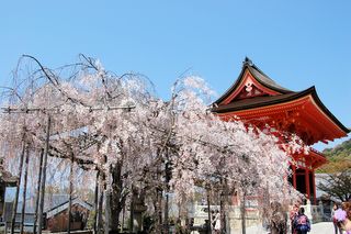 枝垂桜と（右）仁王門