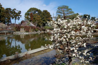 咲耶池と池中亭茶室