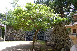 御綱柏（マルバチシャの木）　串本町指定文化財